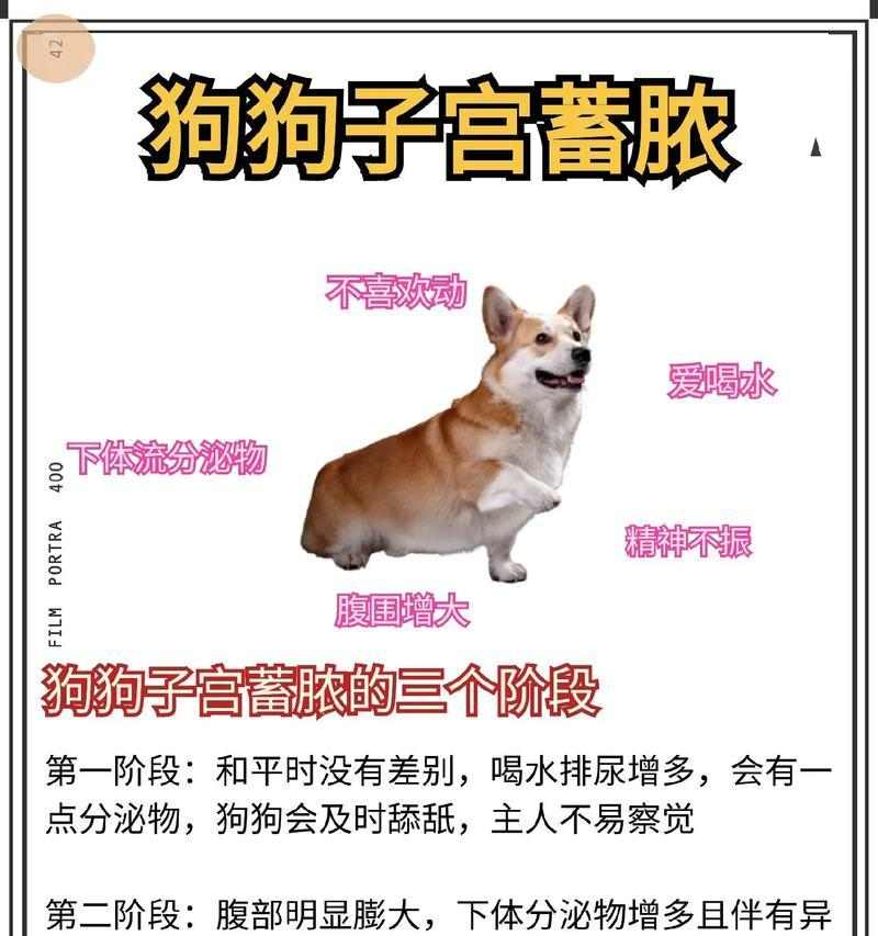 母狗产后洗澡时机全攻略｜科学护理守护健康