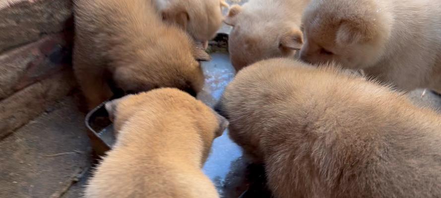 母狗产后洗澡时机全攻略｜科学护理守护健康