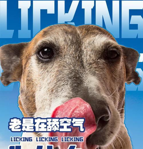 狗狗舔人原因全攻略：理解它们的情感表达与需求