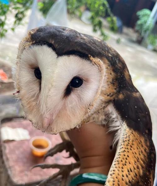 仓鸮饲养全攻略｜新手必看的养殖技巧与注意事项