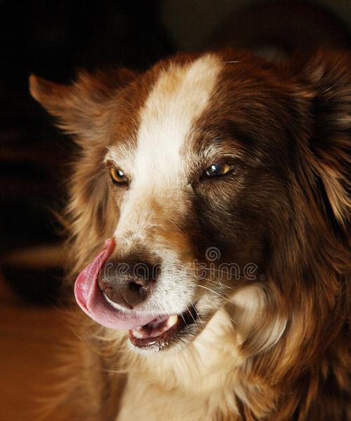 狗狗吃排骨炖需要多久｜实用指南