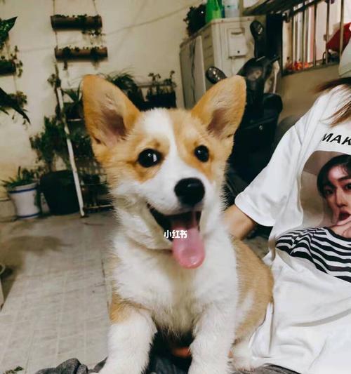 狗狗吃排骨炖需要多久｜实用指南