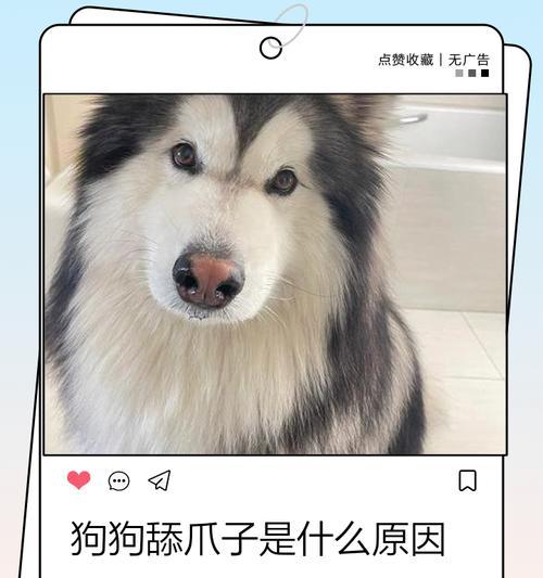 狗狗舔人原因全攻略：理解它们的情感表达与需求