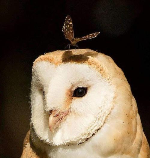 仓鸮饲养全攻略｜新手必看的养殖技巧与注意事项