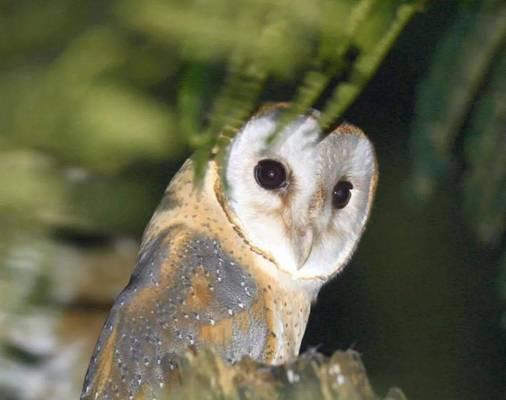 仓鸮饲养全攻略｜新手必看的养殖技巧与注意事项