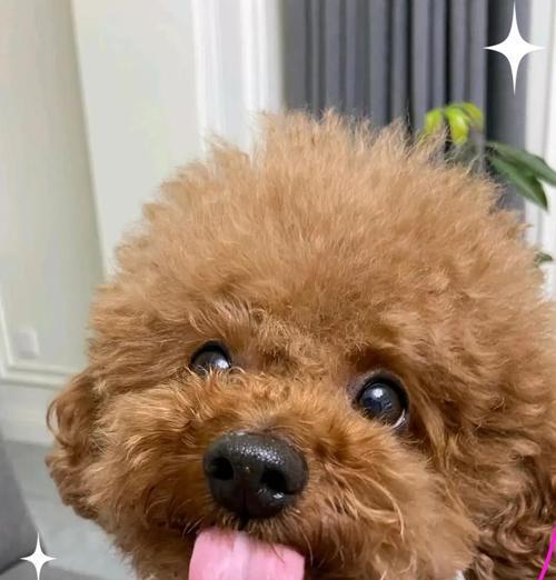 泰迪消炎药全攻略｜种类功效与使用注意事项