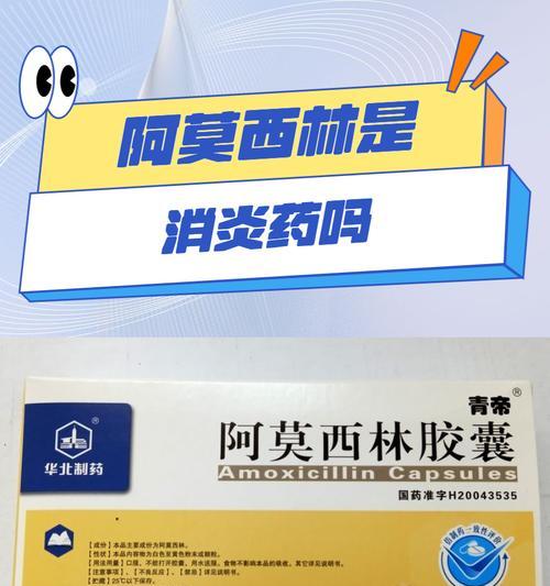 泰迪消炎药全攻略｜种类功效与使用注意事项