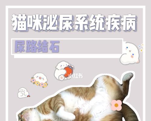 猫尿结石术后洗澡时机全攻略｜科学护理助恢复
