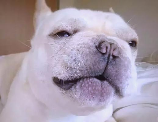 如何判断狗狗是否吃饱｜喂食频率实用指南