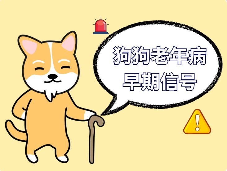 狗狗7岁后老年病预警｜识别四大健康信号