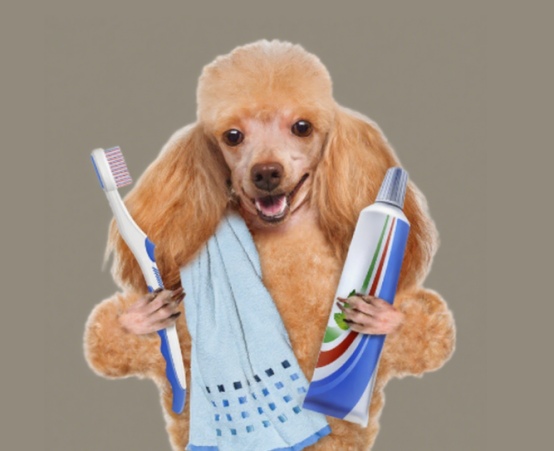 狗狗刷牙可以用人类牙膏吗？