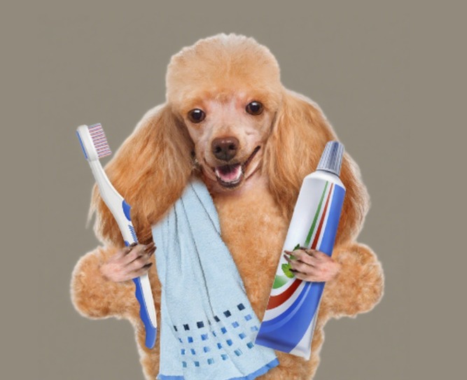 狗狗刷牙可用人类牙膏吗？实用指南全解