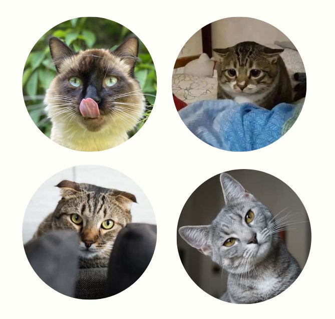 猫咪耳朵语言全攻略｜读懂猫主子心情的秘诀