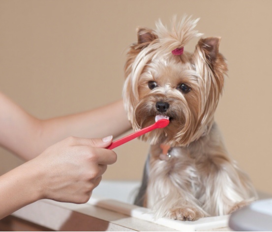 怎么给狗狗刷牙？