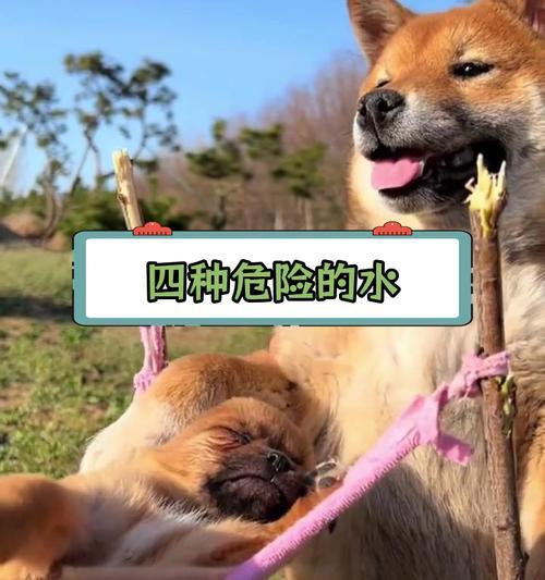 幼犬喝水时间安排与注意事项｜实用指南