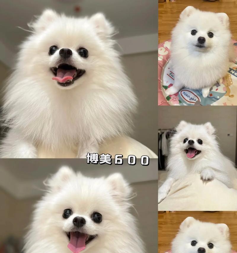 一个月大博美狗驱虫全攻略|科学安排保护健康成长 一个月大博美狗驱虫全攻略|科学安排保护健康成长