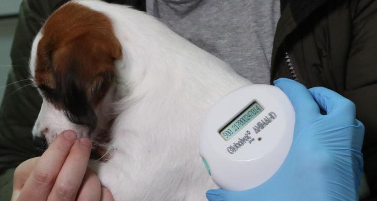 狗打完芯片后洗澡最佳时间|科学护理全攻略 狗打完芯片后洗澡最佳时间|科学护理全攻略