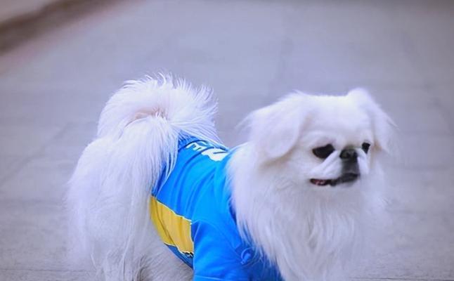 狗狗体重过轻怎么办|健康增重全攻略 狗狗体重过轻怎么办|健康增重全攻略