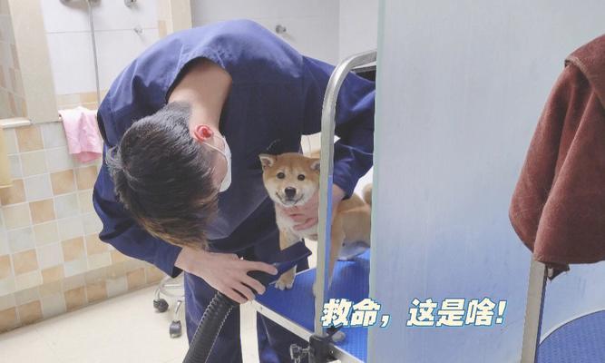 狗打完芯片后洗澡最佳时间｜科学护理全攻略