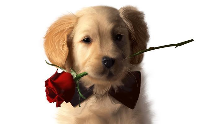 狗狗体重过轻怎么办|健康增重全攻略 狗狗体重过轻怎么办|健康增重全攻略