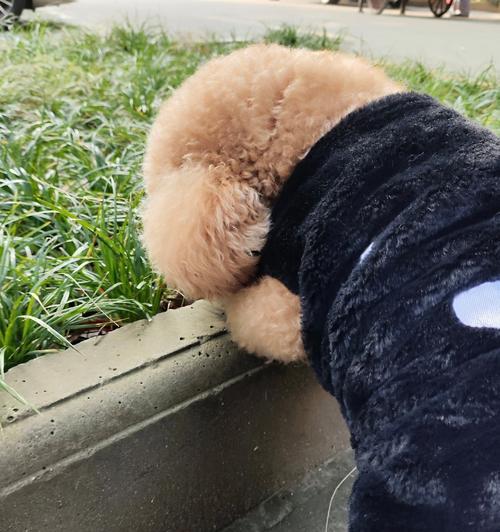 狗狗体重过轻怎么办|健康增重全攻略 狗狗体重过轻怎么办|健康增重全攻略