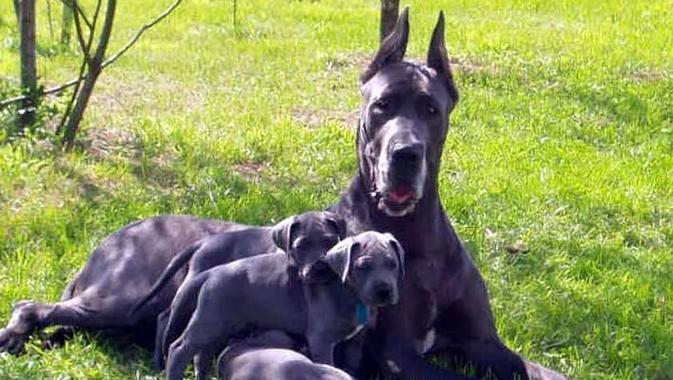 了解危险犬种特点与安全防护｜宠物饲养实用指南