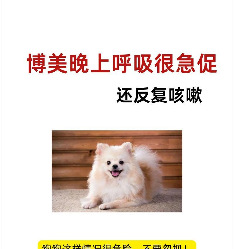 了解危险犬种特点与安全防护｜宠物饲养实用指南