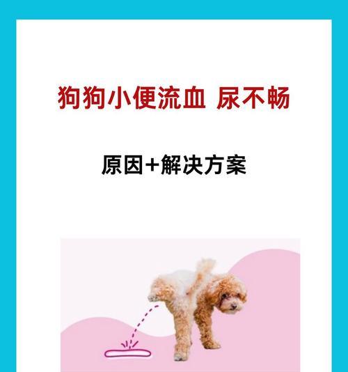 宠物长时间不排尿的影响与预防指南｜实用养护技巧