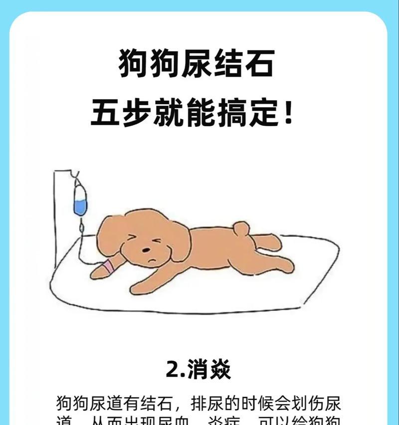 宠物长时间不排尿的影响与预防指南｜实用养护技巧