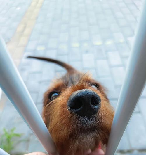 了解危险犬种特点与安全防护｜宠物饲养实用指南