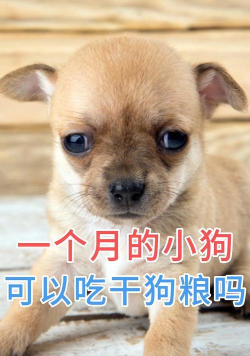 狗子每日饮食需求全攻略｜科学喂养助健康成长