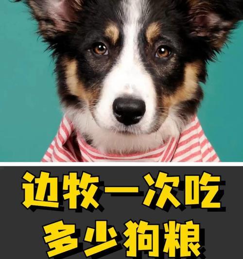 狗子每日饮食需求全攻略｜科学喂养助健康成长