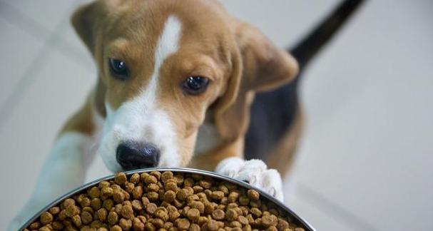 狗子每日饮食需求全攻略｜科学喂养助健康成长