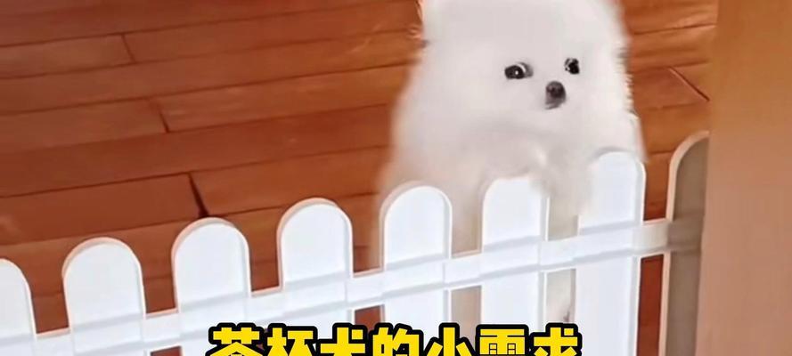 便宜实惠的茶杯犬品种推荐｜养犬入门实用指南