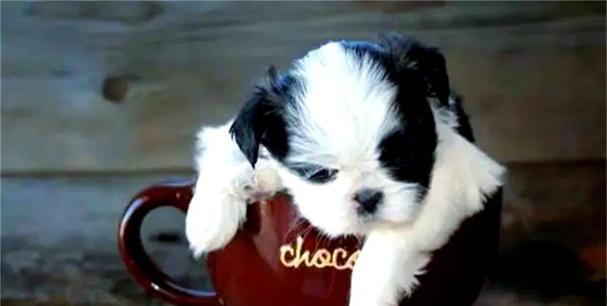 便宜实惠的茶杯犬品种推荐｜养犬入门实用指南