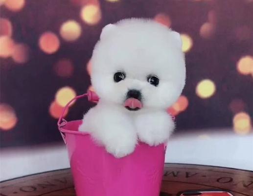 便宜实惠的茶杯犬品种推荐｜养犬入门实用指南