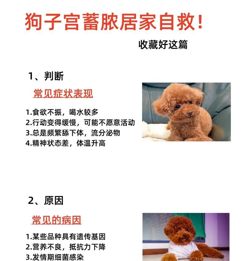 泰迪犬产后不吃的原因及应对方法｜实用指南