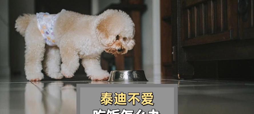泰迪犬产后不吃的原因及应对方法｜实用指南