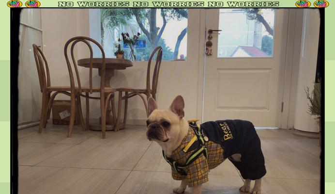 法国斗牛犬全攻略|性格特点与饲养实用指南 法国斗牛犬全攻略|性格特点与饲养实用指南