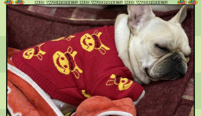 法国斗牛犬全攻略|性格特点与饲养实用指南 法国斗牛犬全攻略|性格特点与饲养实用指南