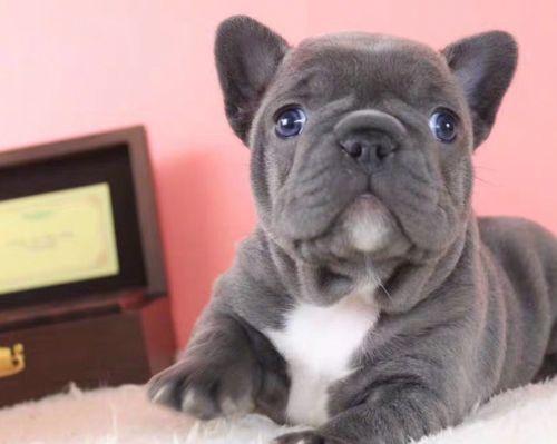 法国斗牛犬全攻略|性格特点与饲养实用指南 法国斗牛犬全攻略|性格特点与饲养实用指南