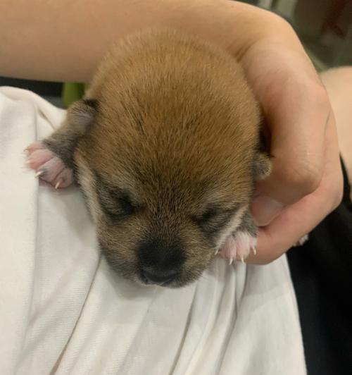 胎儿睁眼时间全攻略|视觉发育过程揭秘 胎儿睁眼时间全攻略|视觉发育过程揭秘