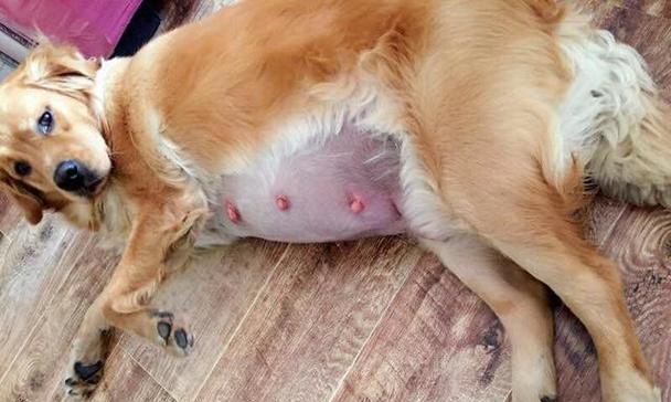 小金毛断奶最佳时间全攻略｜科学喂养关键期