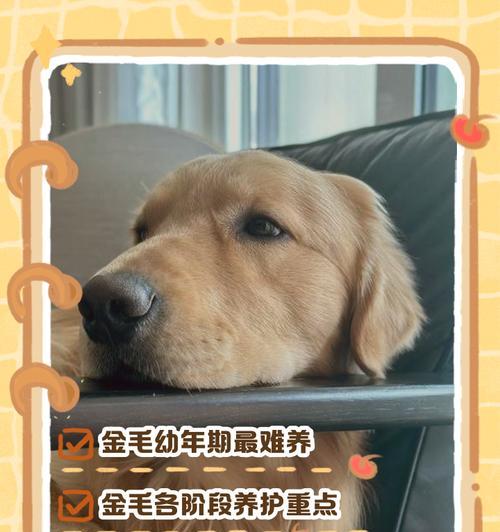 小金毛断奶最佳时间全攻略｜科学喂养关键期