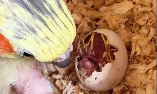 新手养鹦鹉指南｜从孵化到成长的关键要点