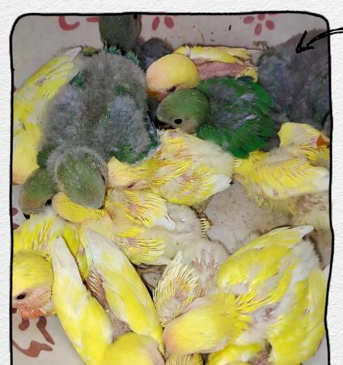 新手养鹦鹉指南｜从孵化到成长的关键要点