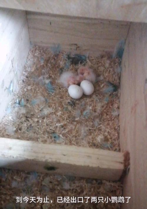 新手养鹦鹉指南｜从孵化到成长的关键要点