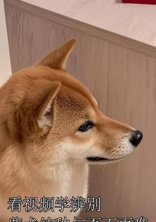 如何辨别纯种柴犬脚趾爪子颜色｜纯种柴犬识别全攻略