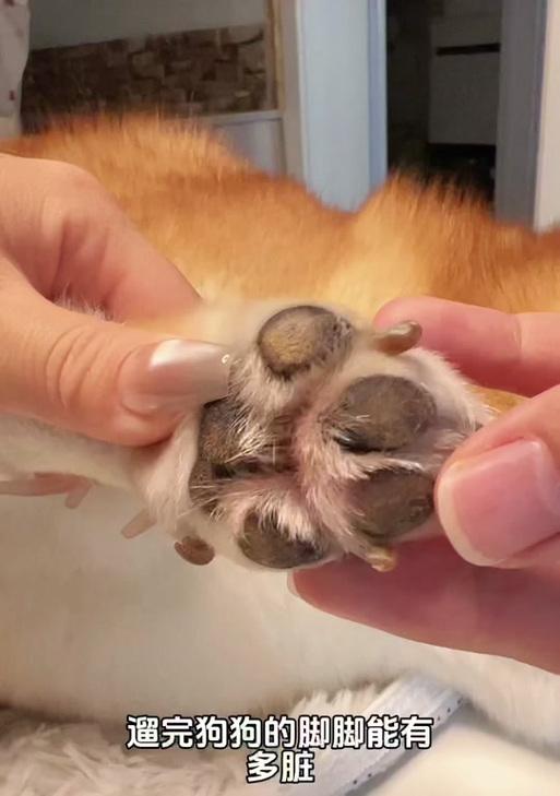 如何辨别纯种柴犬脚趾爪子颜色｜纯种柴犬识别全攻略