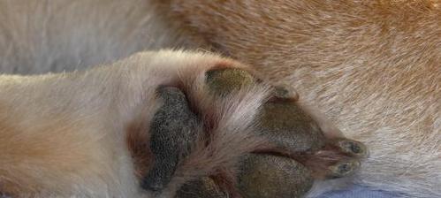 如何辨别纯种柴犬脚趾爪子颜色｜纯种柴犬识别全攻略